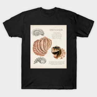 Seashell Field Notes II T-Shirt